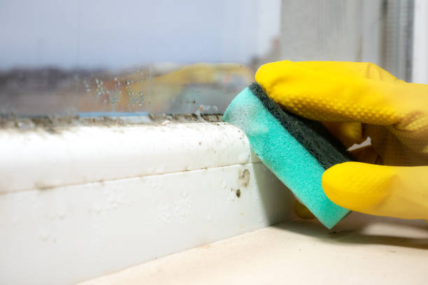 Best Attic Mold Removal  in Twin Grove, IL