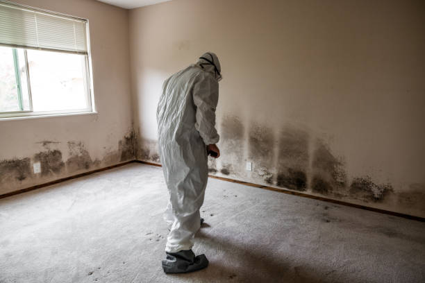 Attic Mold Removal in Twin Grove, IL