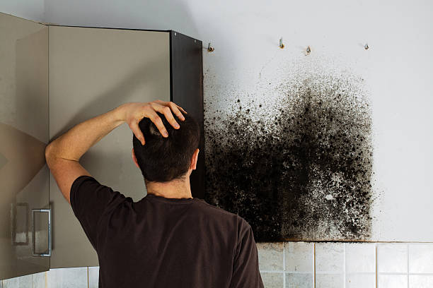 Best Local Mold Removal Service  in Twin Grove, IL